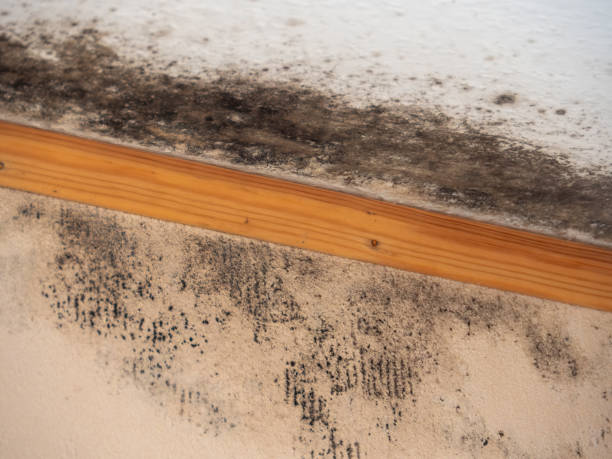 Mold Odor Removal Services in Gibsonville, NC