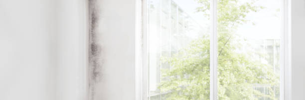 Best Mold Damage Restoration  in Gibsonville, NC