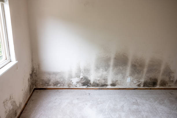 Best Black Mold Removal  in Gibsonville, NC